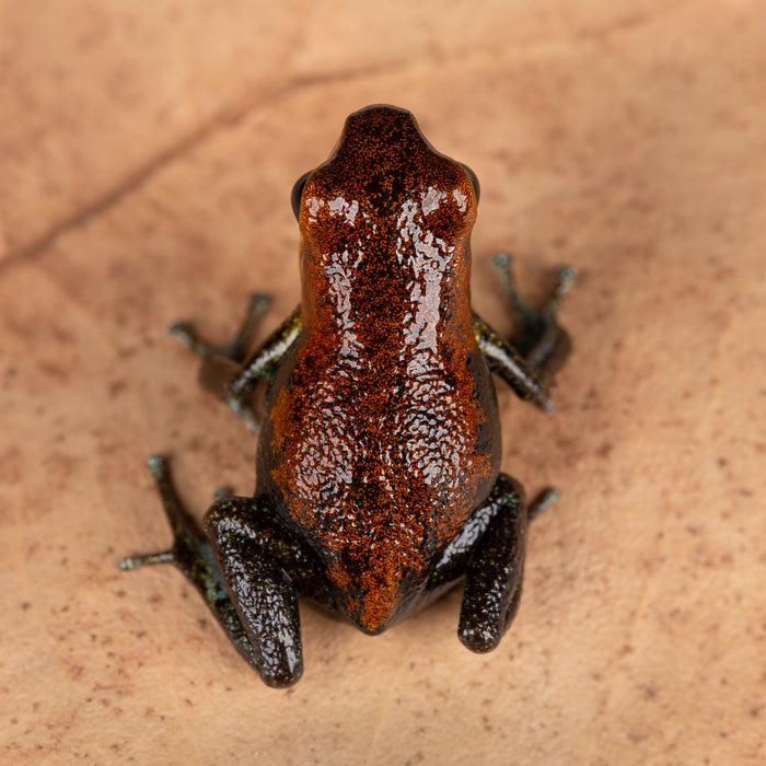 Oophaga pumilio "Nicky" image 4