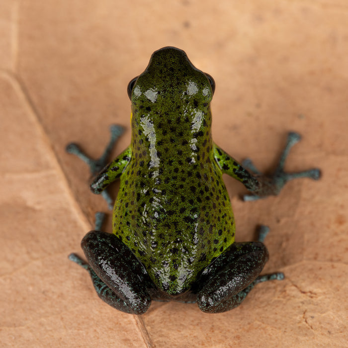 Oophaga pumilio "Punta Laurel" image 2
