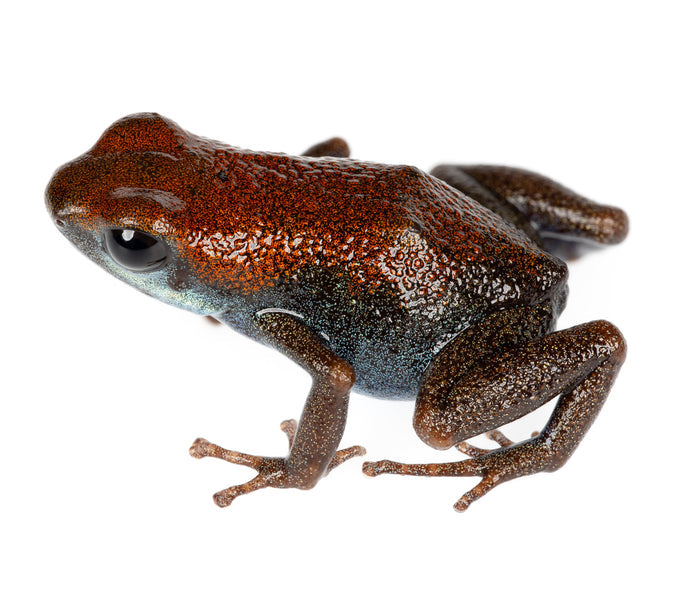 Oophaga pumilio "Punta Valiente"