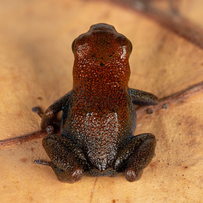 Oophaga pumilio "Punta Valiente" image 2