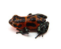 Oophaga pumilio "Quebrada Pitti"