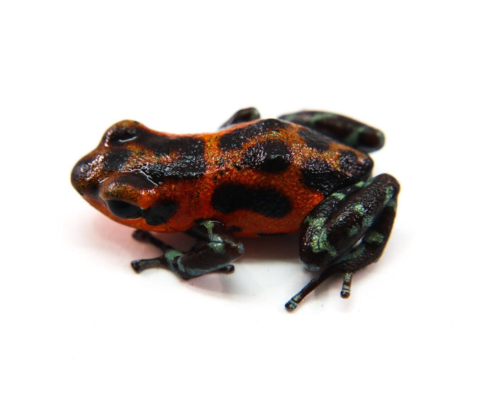 Oophaga pumilio "Quebrada Pitti"