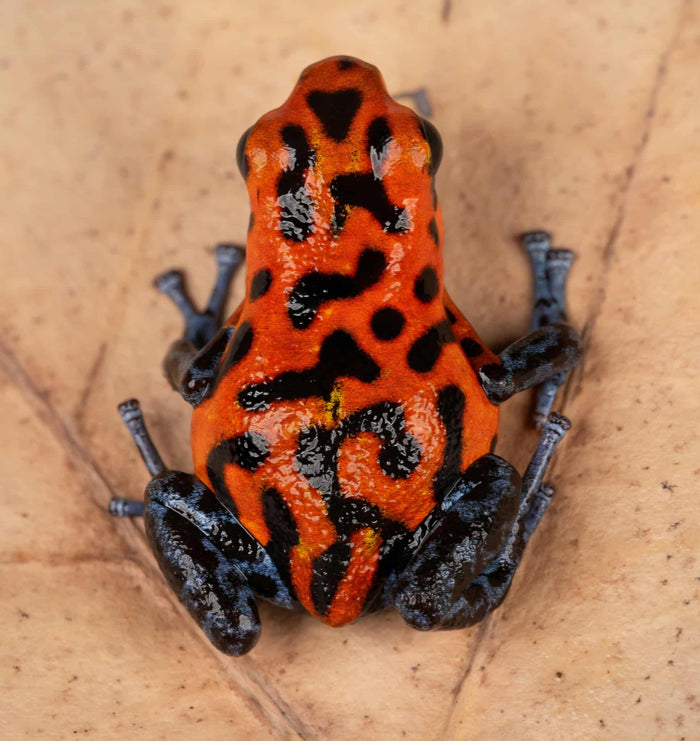 Oophaga pumilio "Rio Branco" image 2