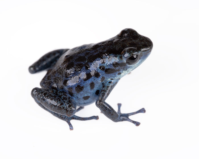 Oophaga pumilio "Rio Colubre / Culubre”
