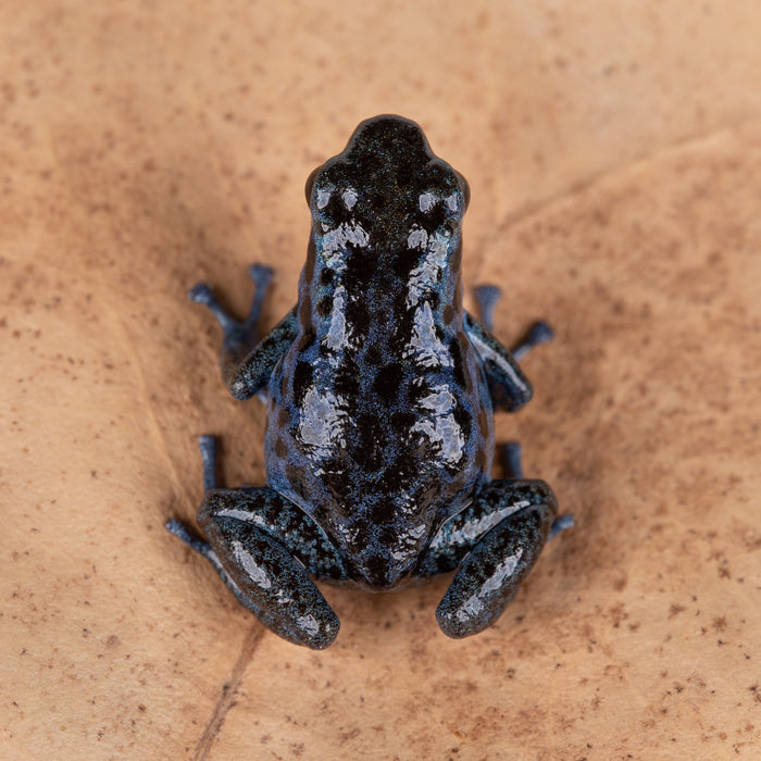 Oophaga pumilio "Rio Colubre / Culubre” image 2