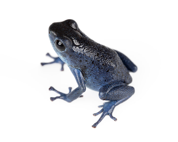 Oophaga pumilio "Rio Colubre / Culubre” image 3