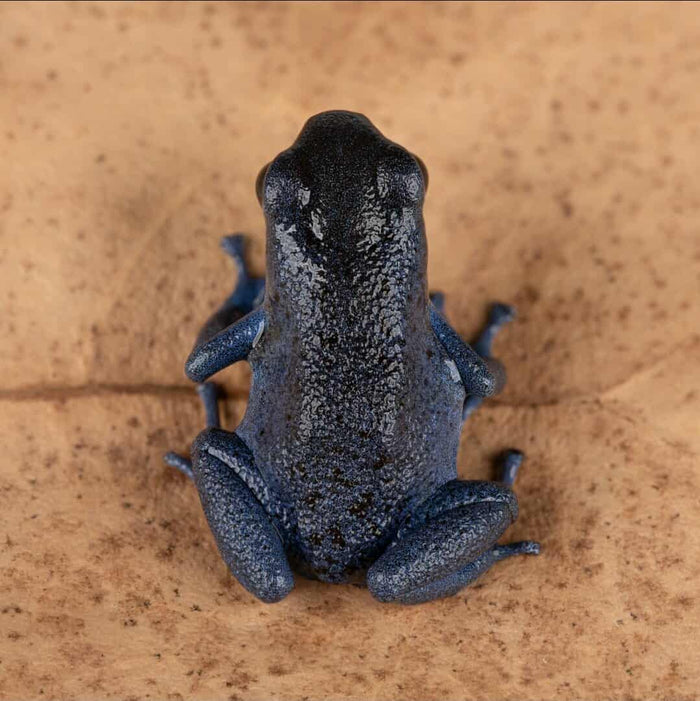 Oophaga pumilio "Rio Colubre / Culubre” image 4