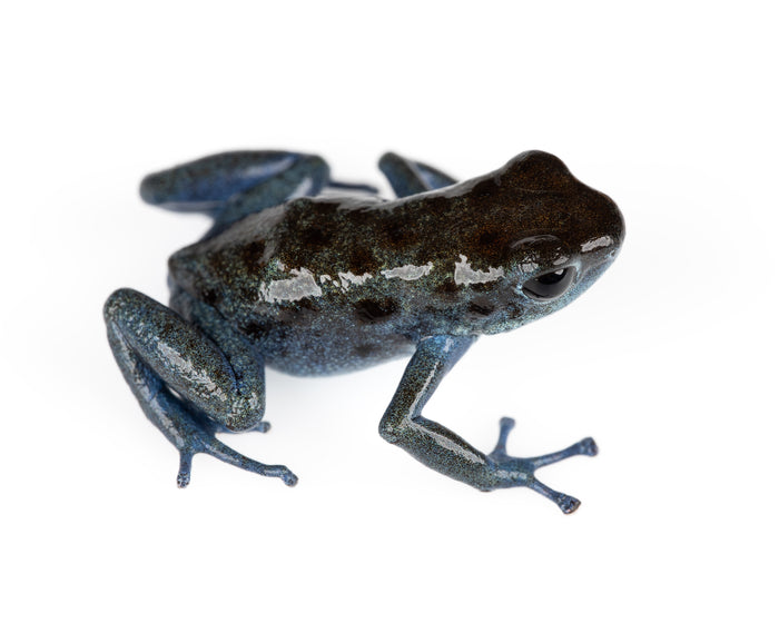 Oophaga pumilio "Rio Colubre / Culubre” image 5