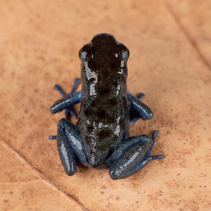 Oophaga pumilio "Rio Colubre / Culubre” image 6
