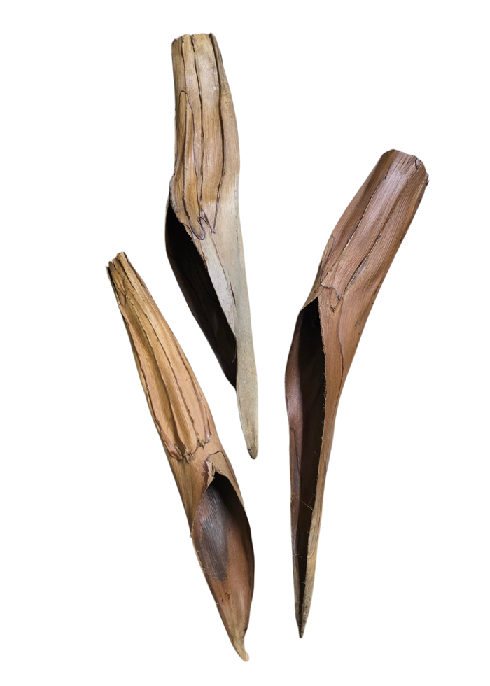 Palm Bract Hide