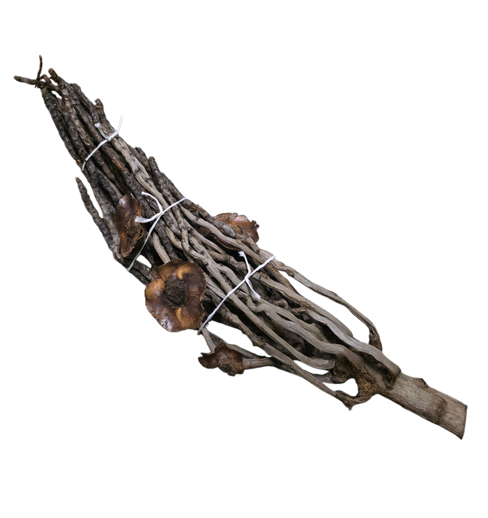 Palm Branch
