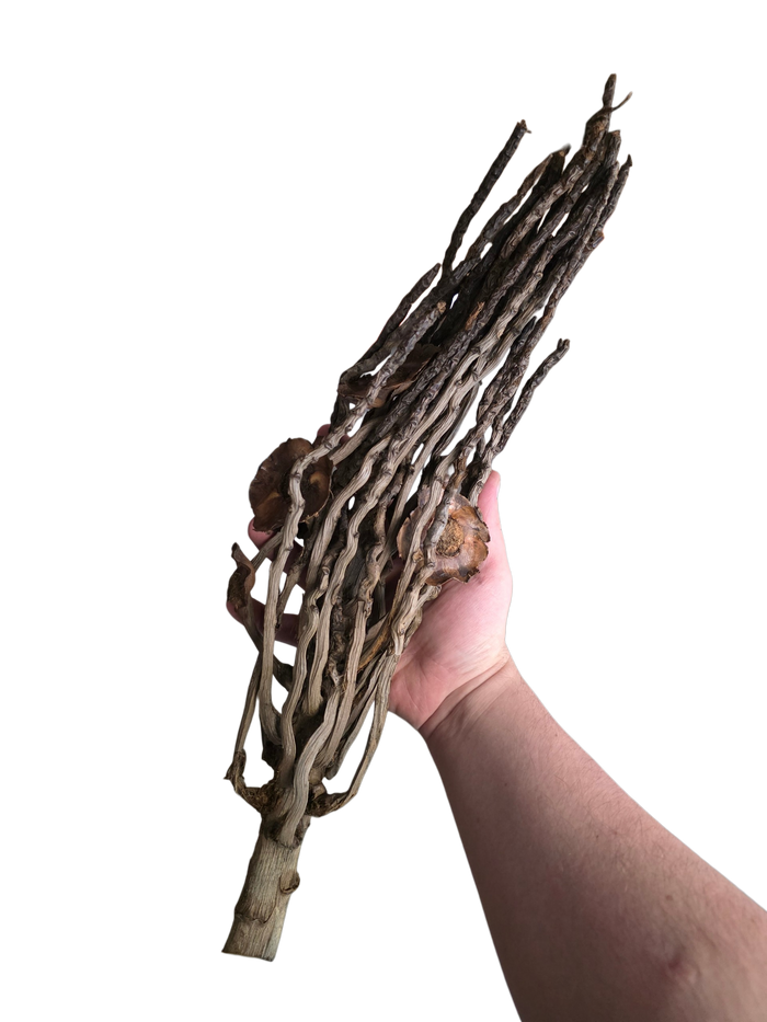 Palm Branch image 2