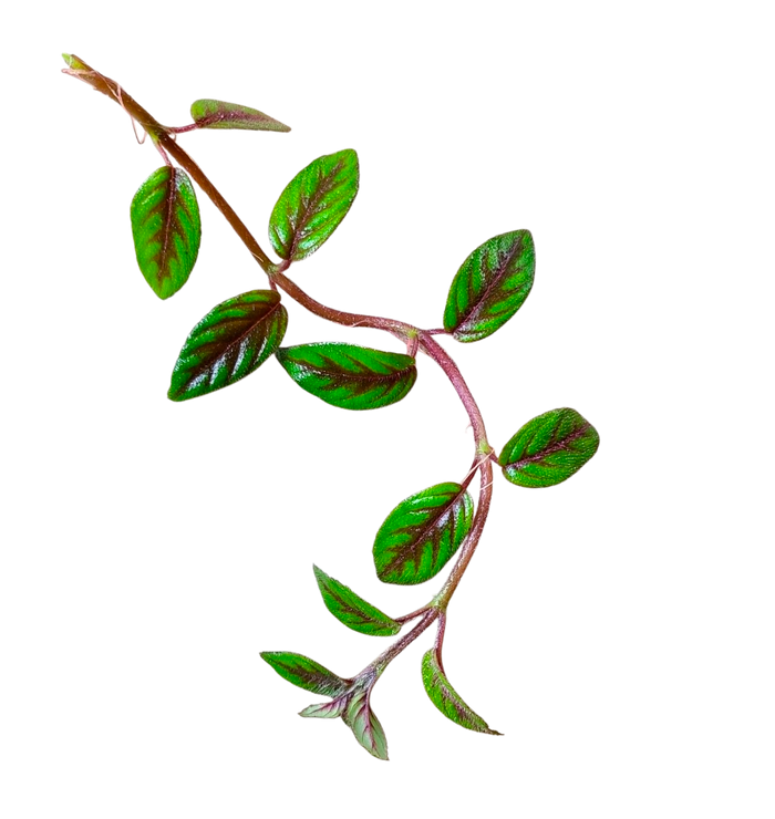 Paradrymonia badia