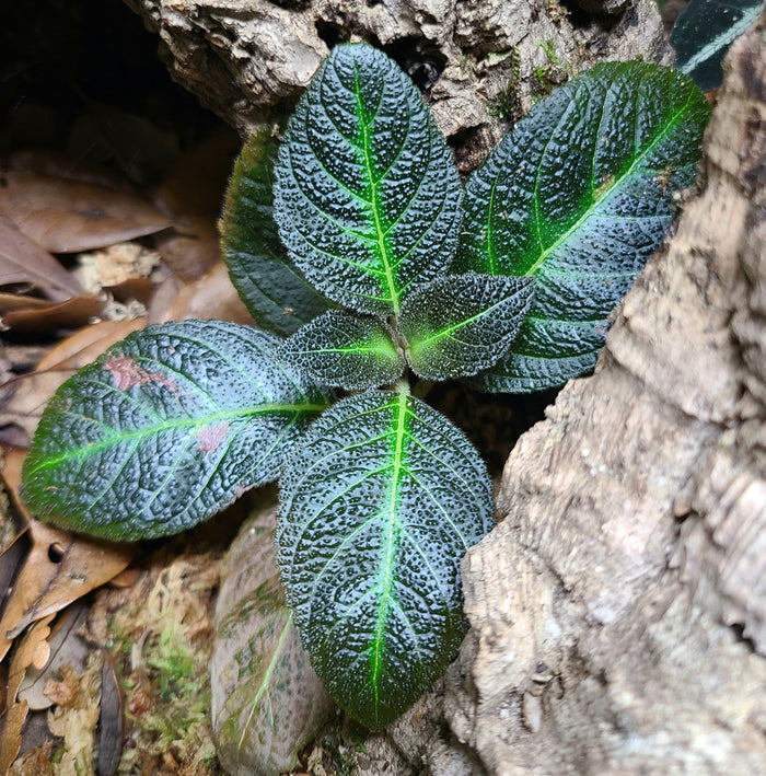 Pearcea sp. Black / Black Edge