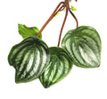 Peperomia argyreia