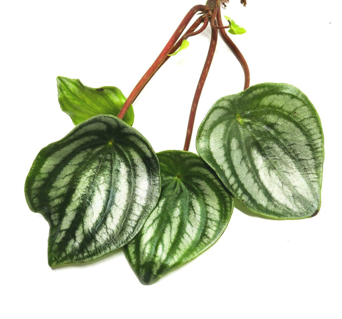 Peperomia argyreia