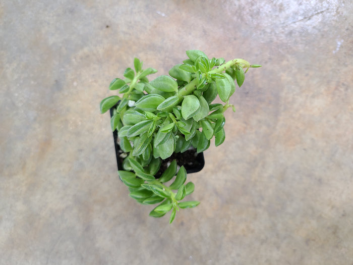 Peperomia axillaris