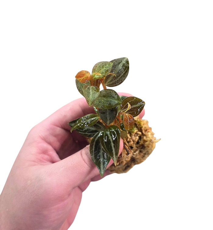 Peperomia bicolor