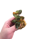 Peperomia bicolor