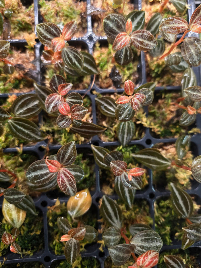 Peperomia bicolor