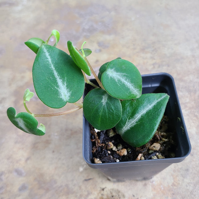 Peperomia eburnia "True"