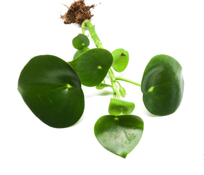 Peperomia polybotrya