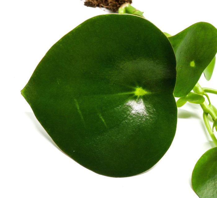 Peperomia polybotrya image 2