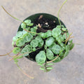 Peperomia prostrata