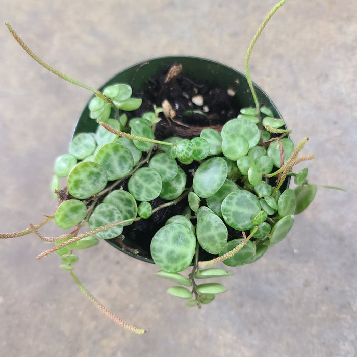 Peperomia prostrata