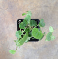 Peperomia serpens