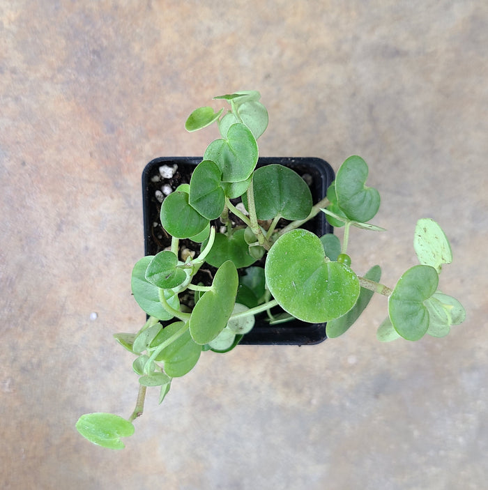 Peperomia serpens