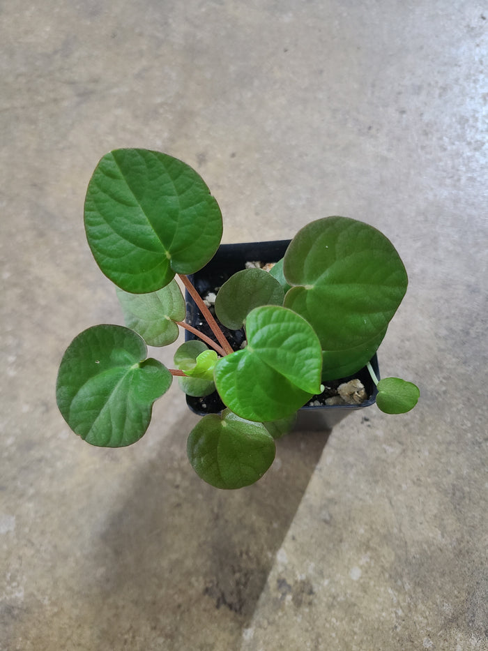 Peperomia species