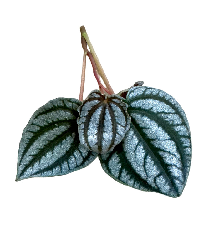 Peperomia turboensis