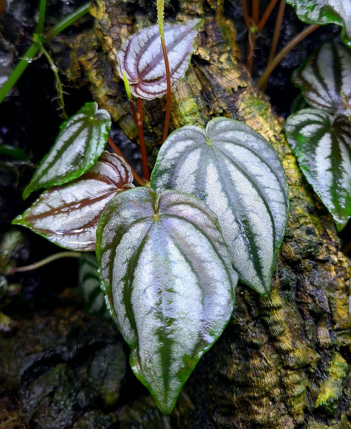 Peperomia turboensis image 2