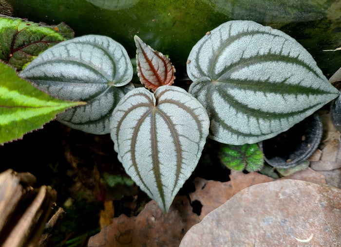 Peperomia turboensis image 3