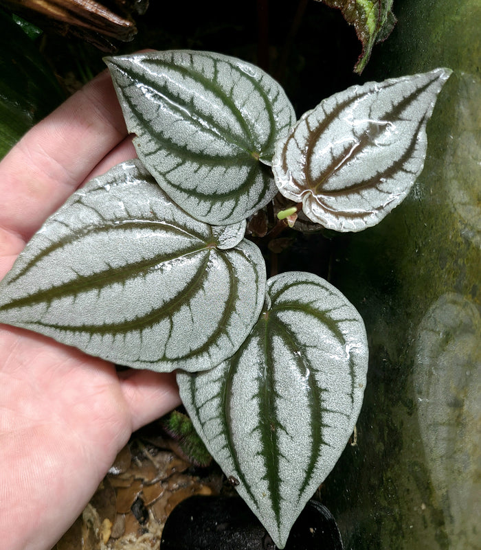 Peperomia turboensis image 4