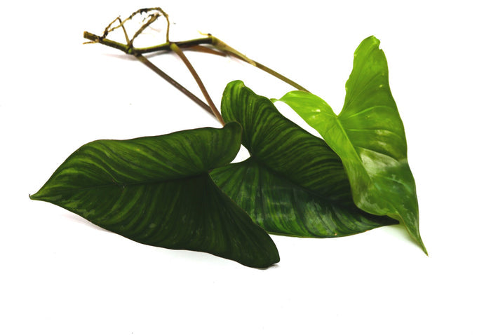 Philodendron brevispathum