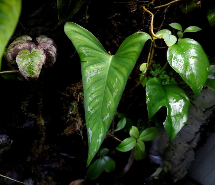 Philodendron brevispathum image 2