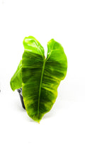 Philodendron Burl Marx