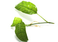Philodendron cf. inaequilaterum "Paper Thin"