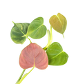 Philodendron cf. lupinum