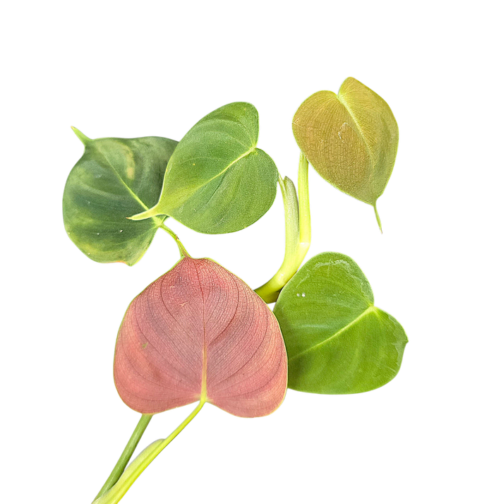 Philodendron cf. lupinum