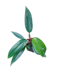 Philodendron erubescens "Red Emerald"