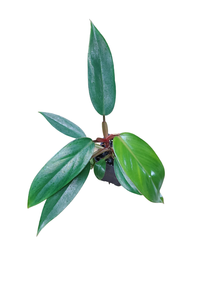 Philodendron erubescens "Red Emerald"