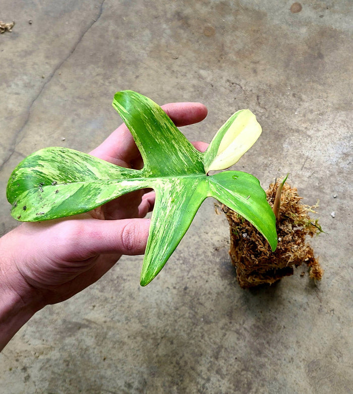 Philodendron "Florida Beauty" image 2