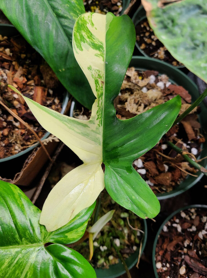 Philodendron "Florida Beauty" image 3