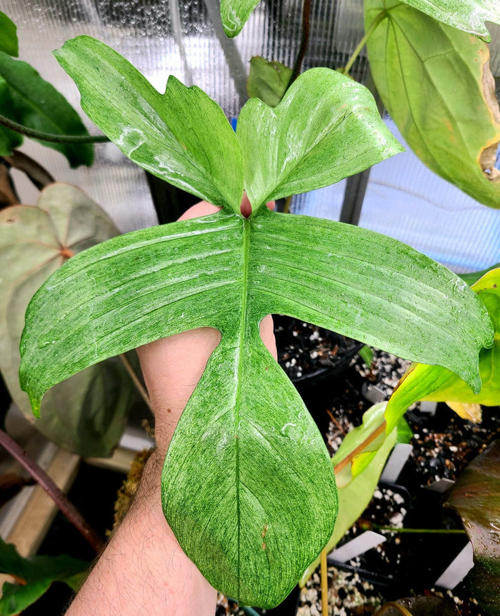 Philodendron "Florida Green” image 2