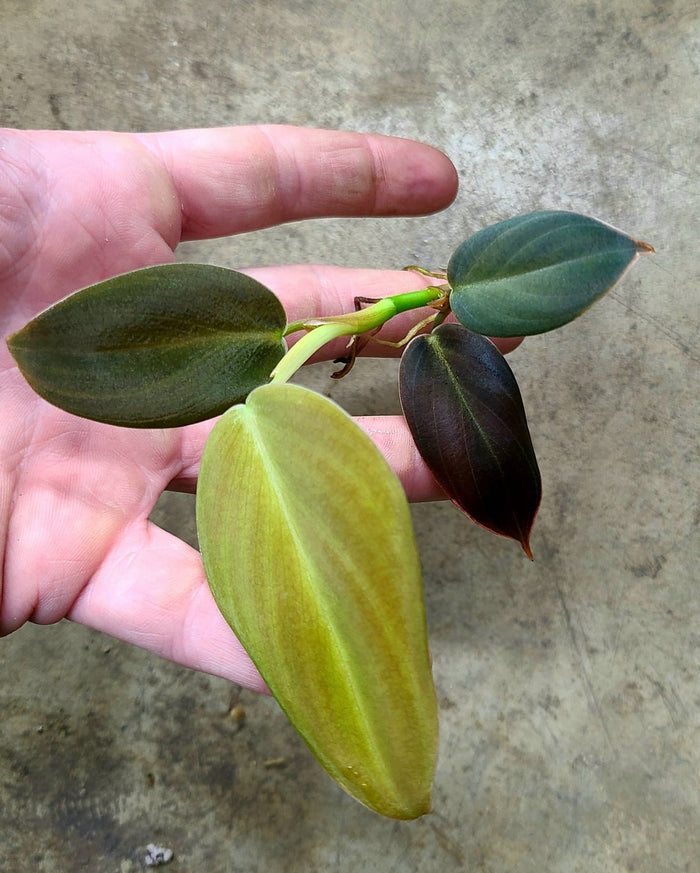 Philodendron gigas