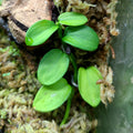 Philodendron "Mini Santiago"