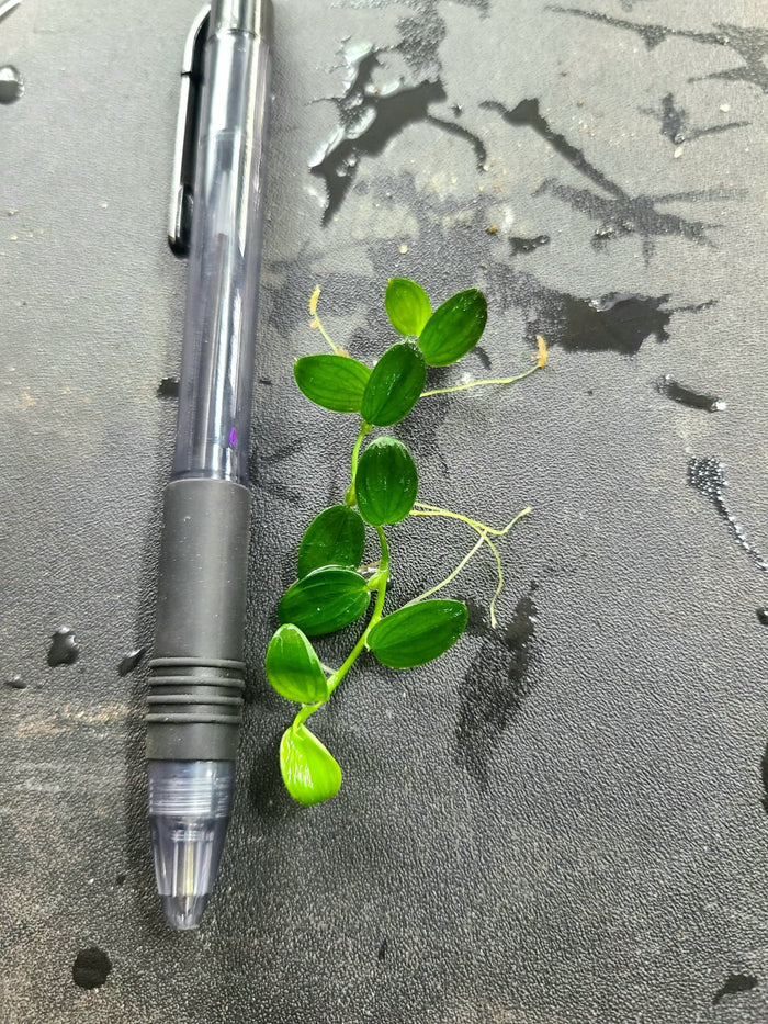 Philodendron "Mini Santiago" image 2